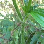 Ranunculus cortusifolius خشب