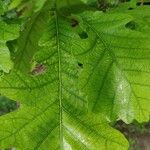 Quercus bicolor पत्ता