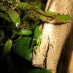 Pleurothallis pruinosa Bark