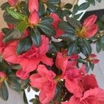 Rhododendron alabamense Kukka