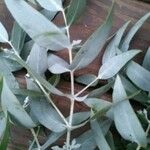 Eucalyptus cinerea Leaf