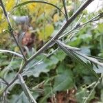 Symphyotrichum subulatum Lehti