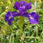 Iris latifolia Flower