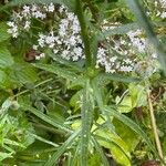 Achillea ptarmica Hoja