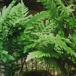 Polypodium interjectum ശീലം