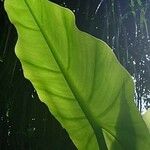 Typhonodorum lindleyanum Liść