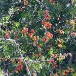 Rhus microphylla Frukto