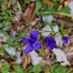 Gentianopsis ciliataŽiedas