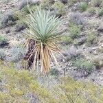 Yucca madrensis Лист