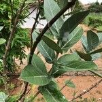 Calotropis gigantea Leaf