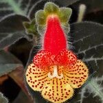 Kohleria amabilis Květ