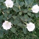 Datura inoxiaപുഷ്പം