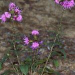 Liatris scariosa Elinympäristö