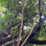 Chloroluma gonocarpa Celota