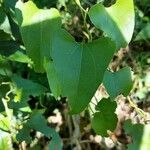 Aristolochia triangularis पत्ता