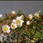 Diapensia lapponica Λουλούδι