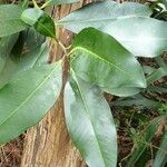Ardisia compressa Leaf