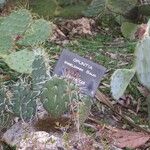 Opuntia engelmannii Leaf