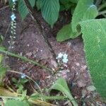 Myosotis latifolia Кветка