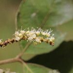 Allophylus africanus Blüte