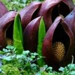 Symplocarpus renifolius Flor