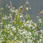 Galium elongatum Habit