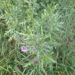 Cirsium arvenseFlors