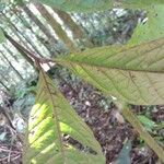 Talisia sylvatica Hoja