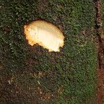Polyscias fulva Rinde