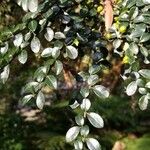 Azara microphylla Blatt