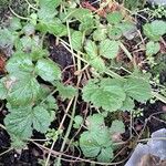 Geum macrophyllumLeht