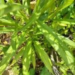 Lobelia persicifolia Feuille