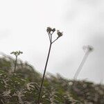 Cnidoscolus aconitifolius Fleur