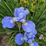 Iris versicolor Floare