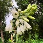 Ornithogalum candicans Flor