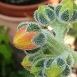 Echeveria setosa Virág