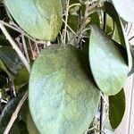 Hoya australis List