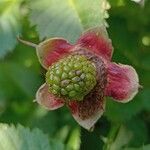 Rubus illecebrosus Fruit