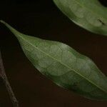 Oxandra asbeckii Leaf