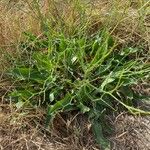 Limonium narbonense Hàbitat