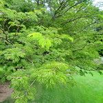 Chloroleucon tortum Leaf