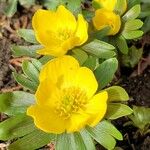 Eranthis hyemalisFlors