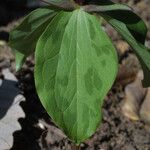 Trillium sessile 形态