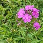 Phlox glaberrima অভ্যাস