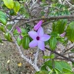 Cryptostegia grandiflora Bark