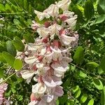 Robinia neomexicana Çiçek