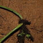 Antrophyum mannianum Otro