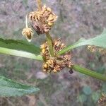 Rumex conglomeratusFruchs