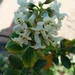 Escallonia rubra Flower