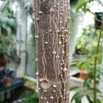 Spathodea campanulata 树皮